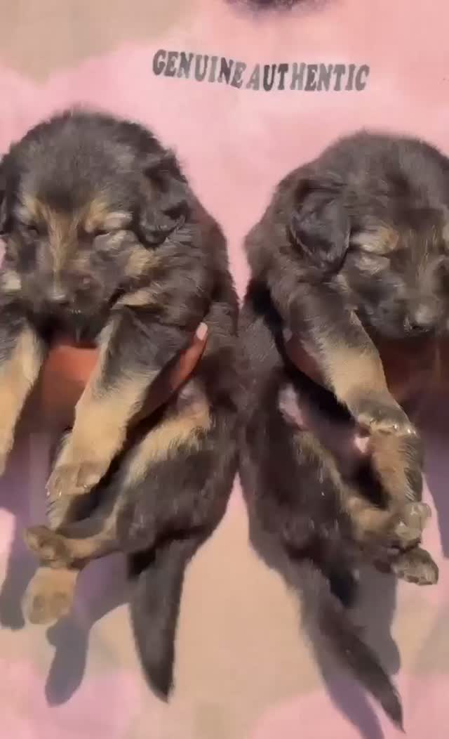 German Shepherd Puppy, farm video