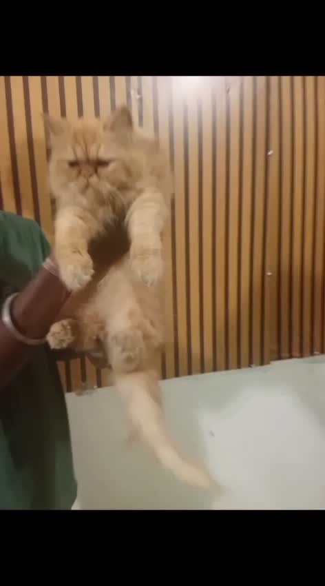 Persian, farm video