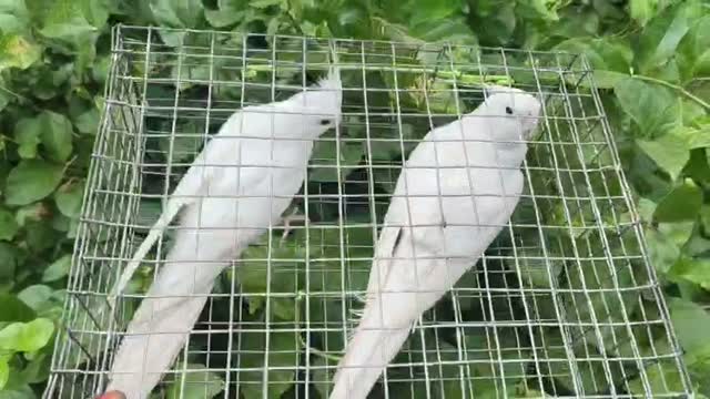 Cockatiel | Pied, farm video