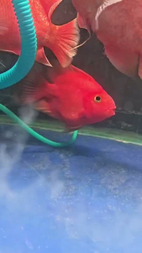African Grey Parrot, farm video
