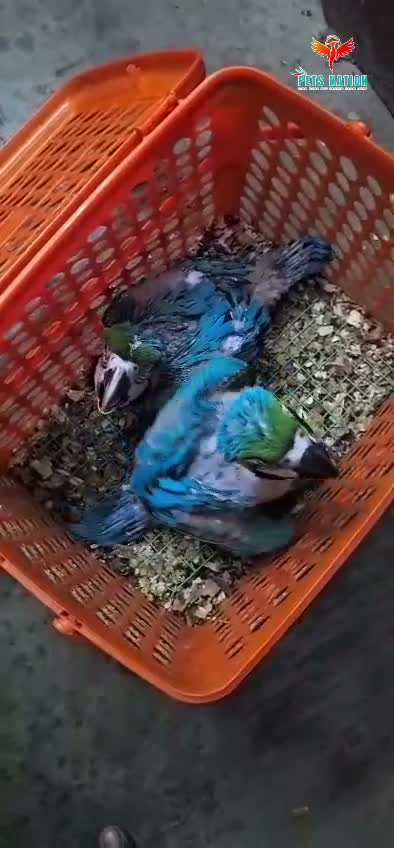 Blue Throated Conure, farm video
