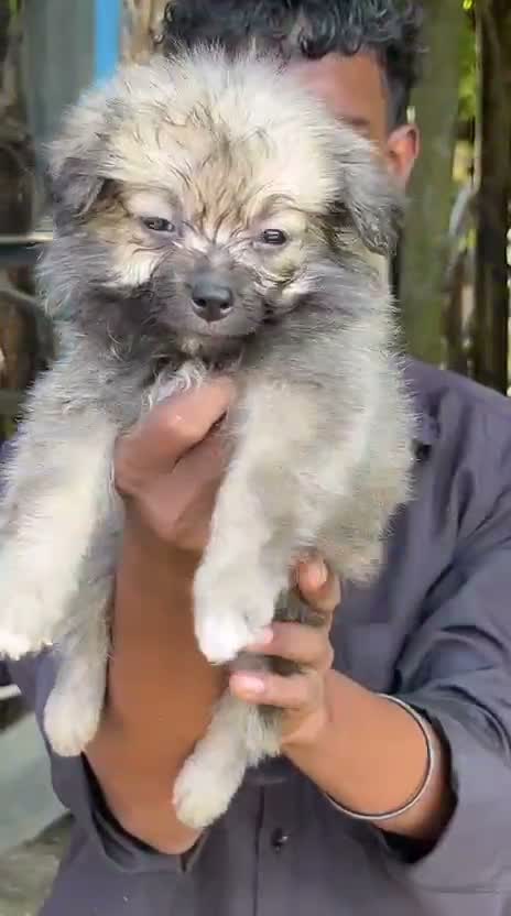 German Shepherd Puppy, farm video