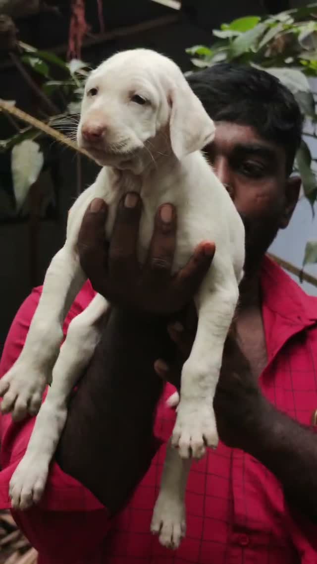 Rajapalayam Puppy, farm video