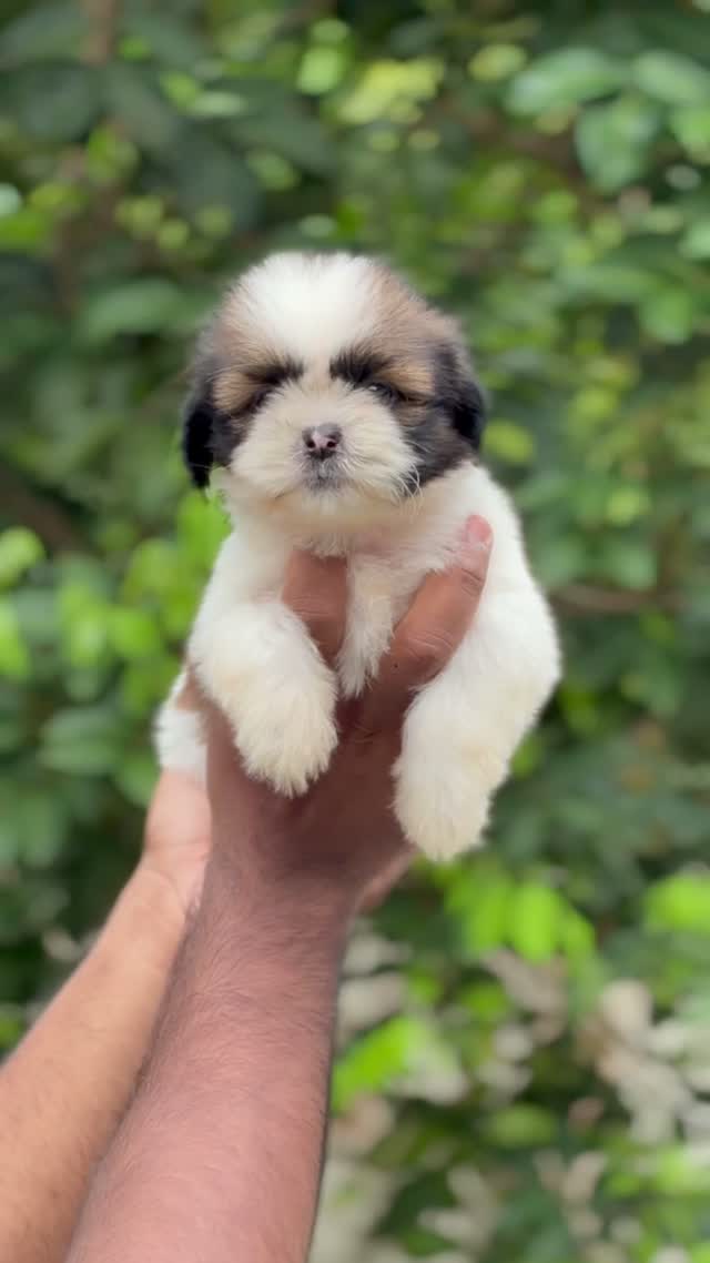 Shih Tzu | Black Color, farm video