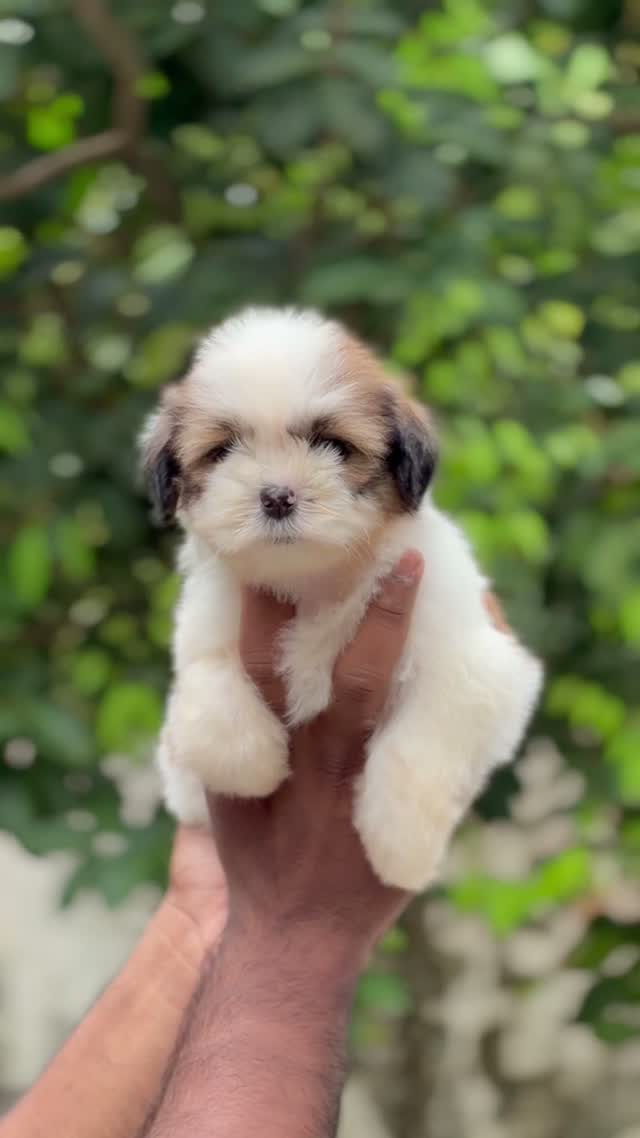 Shih Tzu | Black Color, farm video