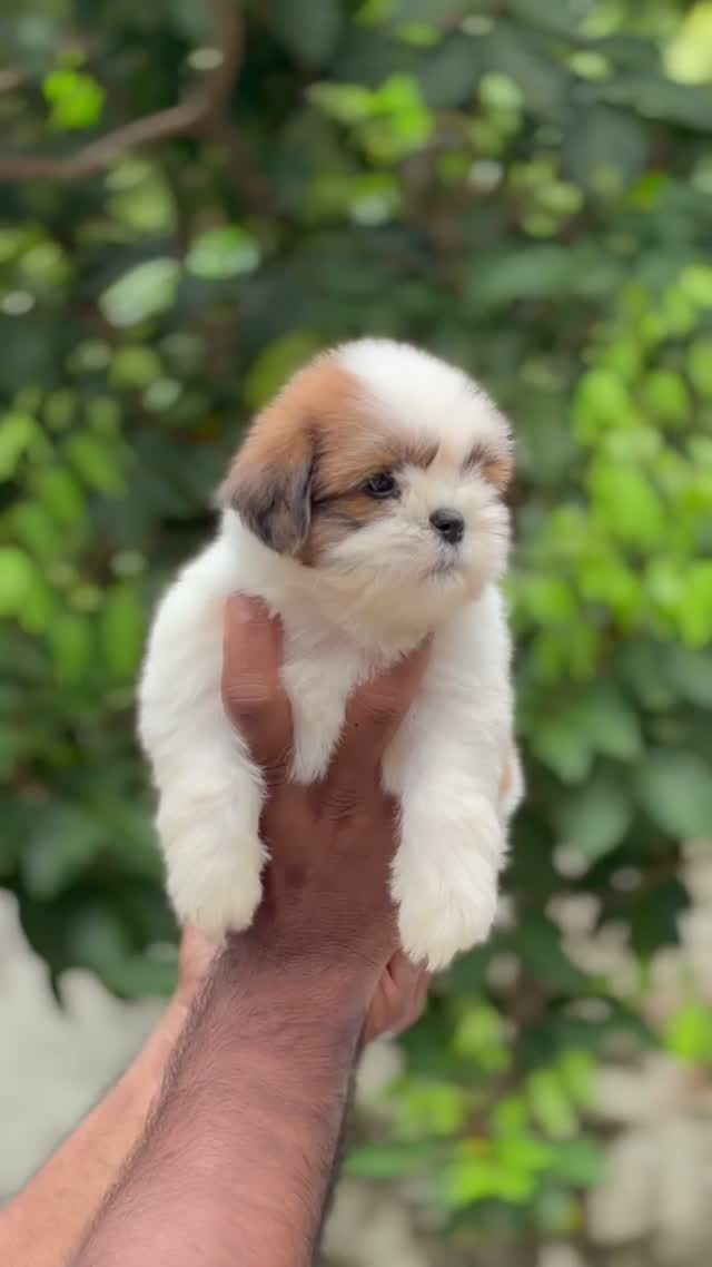 Shih Tzu | Black Color, farm video