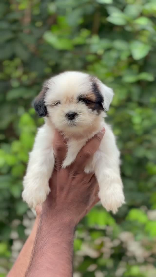 Shih Tzu | Black Color, farm video