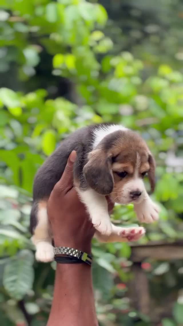 Beagle Black & Tan Puppy, farm video