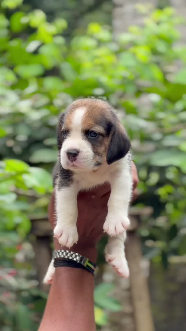 Beagle Black & Tan Puppy, farm video