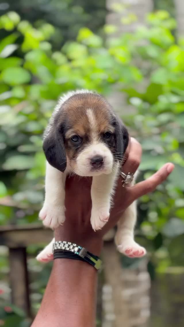 Beagle Black & Tan Puppy, farm video