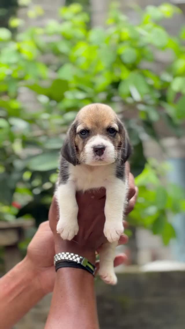 Beagle Black & Tan Puppy, farm video