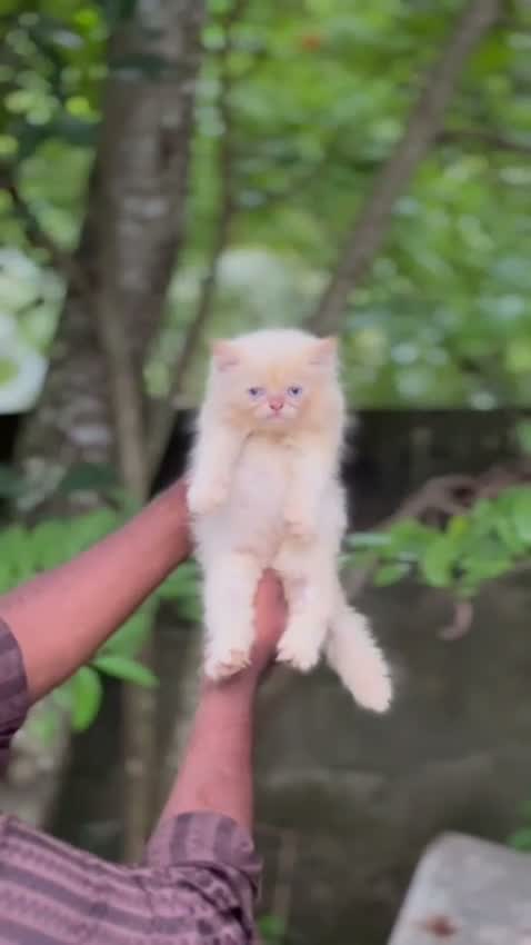 Persian, farm video