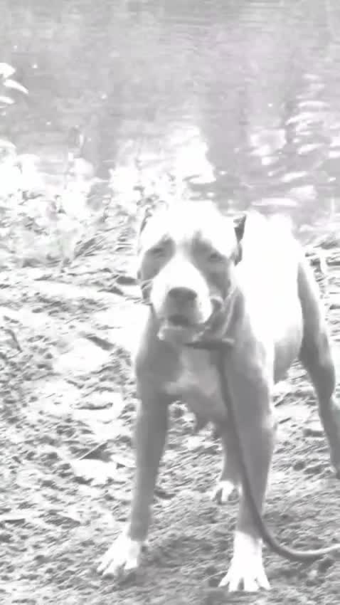 American Bully Pocket Size Puppy, farm video