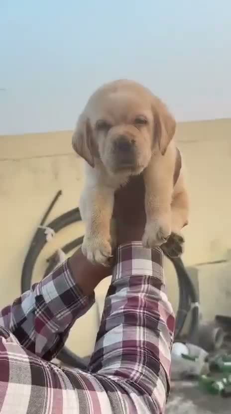 Beagle Black & Tan Puppy, farm video