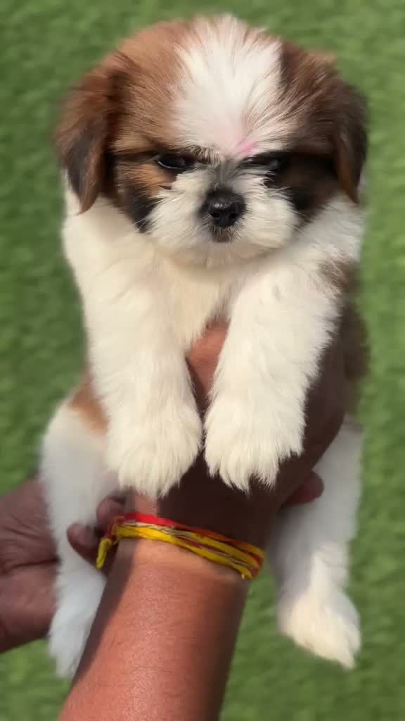 Shih Tzu | Black Color, farm video
