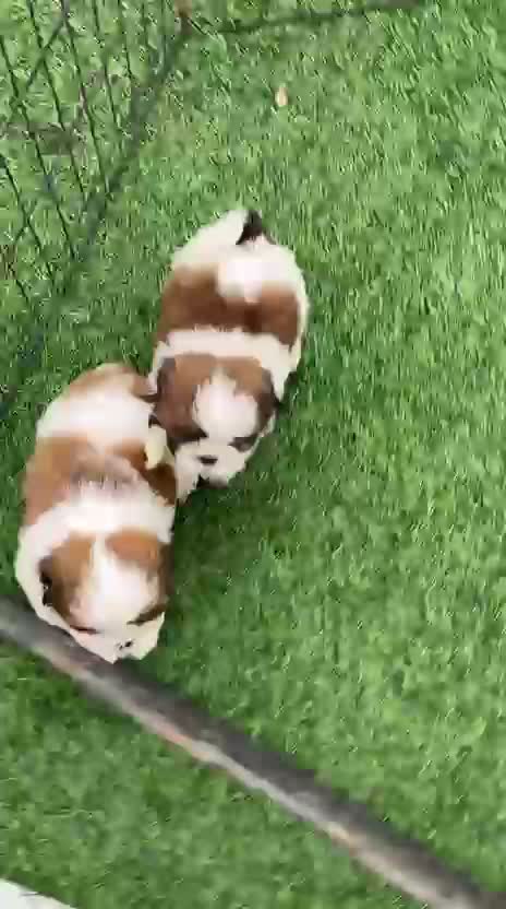Shih Tzu | Black Color, farm video