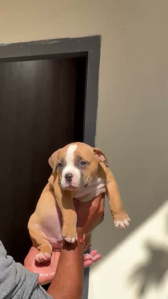 American Bully XXL Size Puppy, farm video