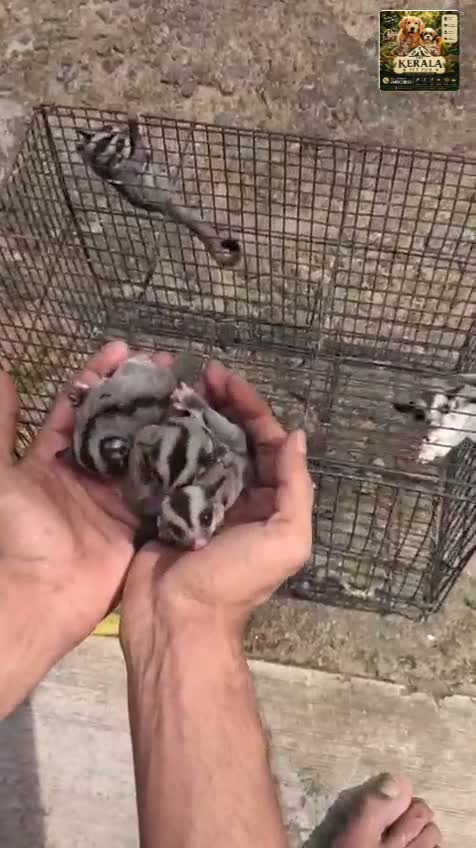 Hedgehogs Babies & Adults, farm video