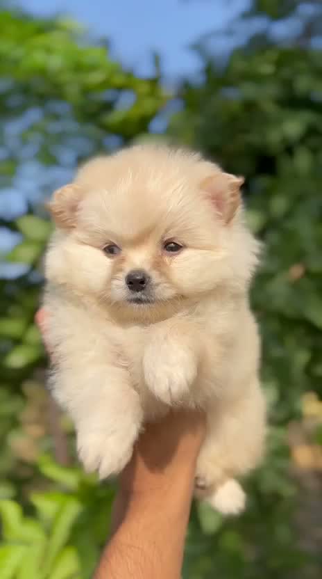 Culture Pom Puppy, farm video