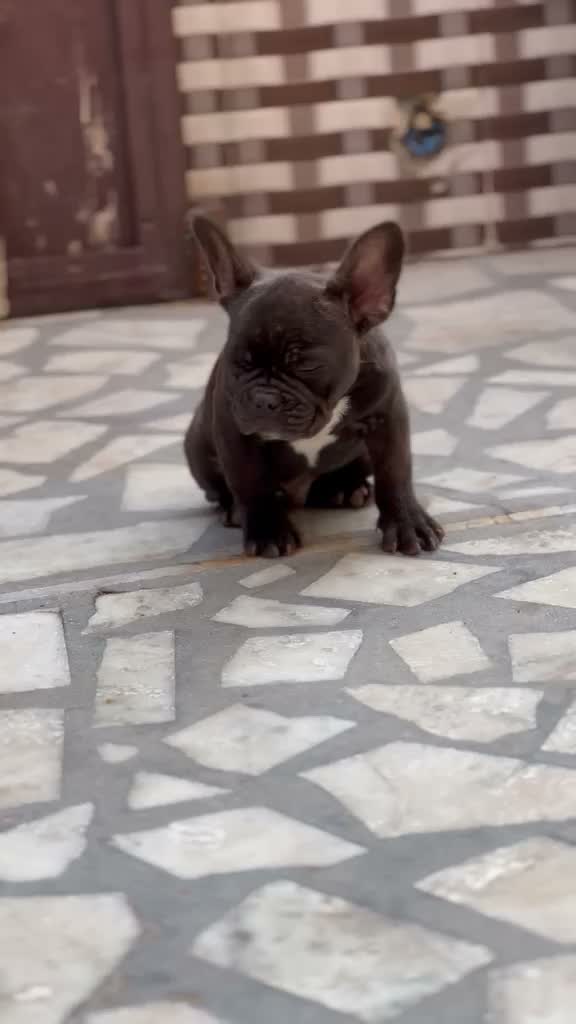 French Bulldog Puppy, farm video