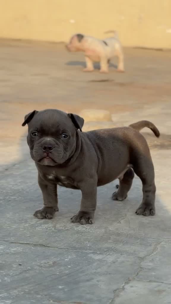 American Bully XXL Size Puppy, farm video