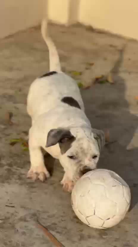 American Bully XL Size Puppy, farm video