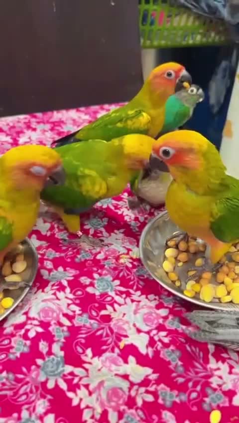 Sun Conure, farm video