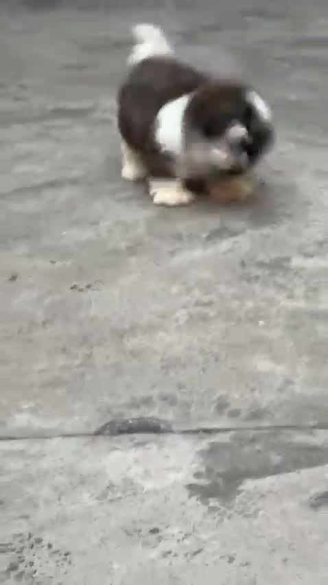 Shih Tzu | Black Color, farm video