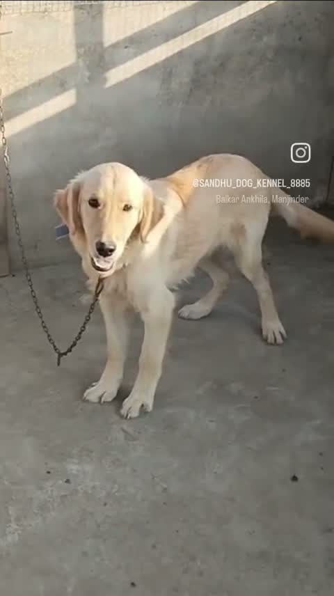 Golden Retriever, farm video