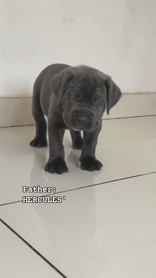 Cane Corso Puppy | Blue, farm video