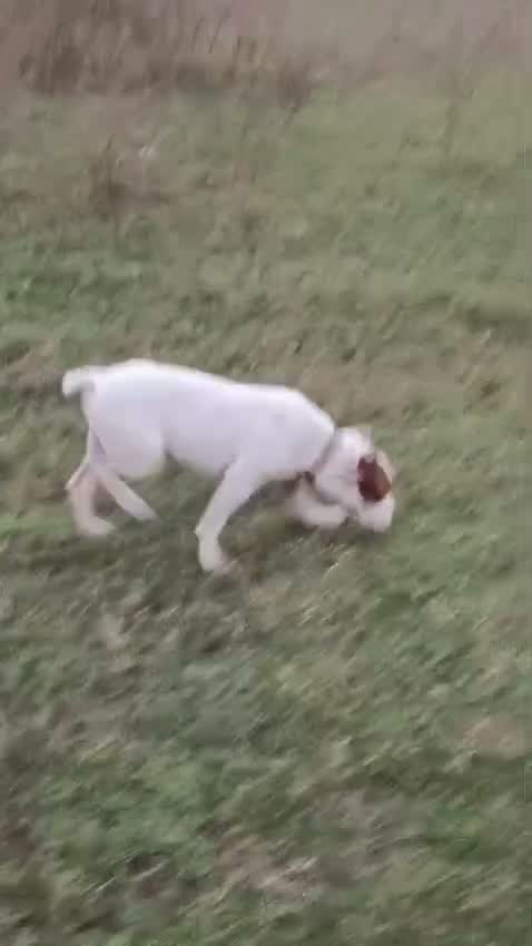 American Bully Pocket Size Puppy, farm video