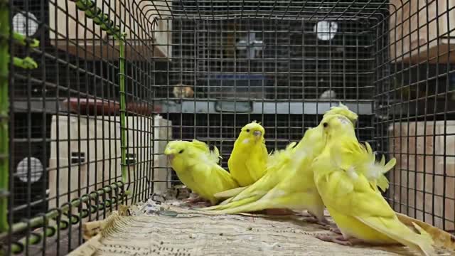Hogoromo Budgies, farm video