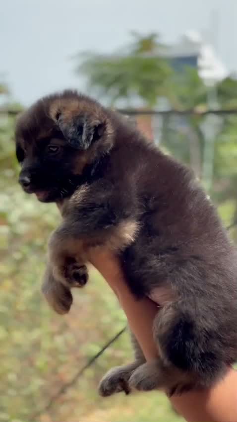 German Shepherd Puppy, farm video
