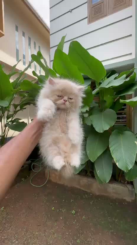 Persian, farm video