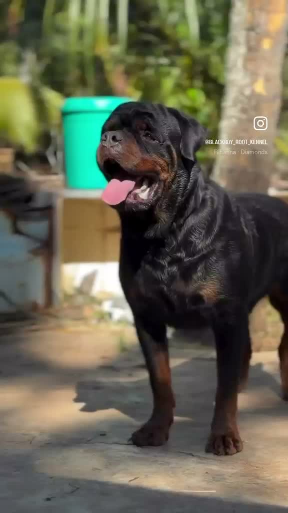 Rottweiler Puppy, farm video