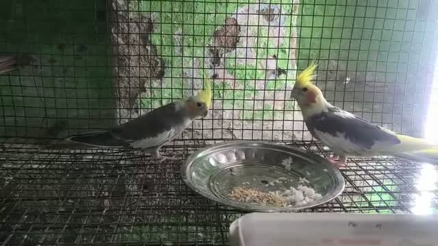 Cockatiel | Pied, farm video