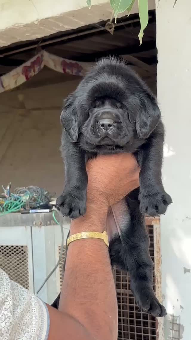 Beagle Black & Tan Puppy, farm video