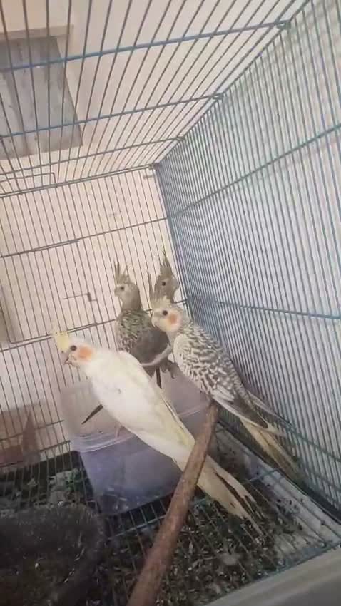 Cockatiel, farm video