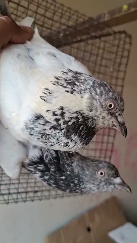 Budgies | Fallow, farm video