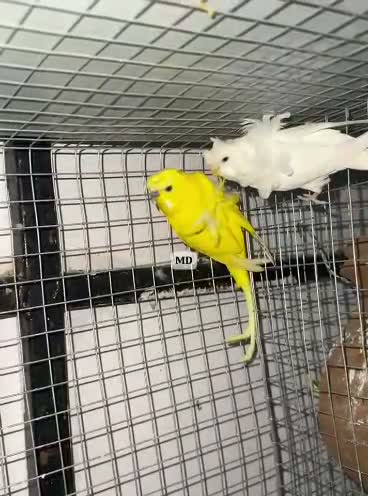 Hogoromo Budgies, farm video