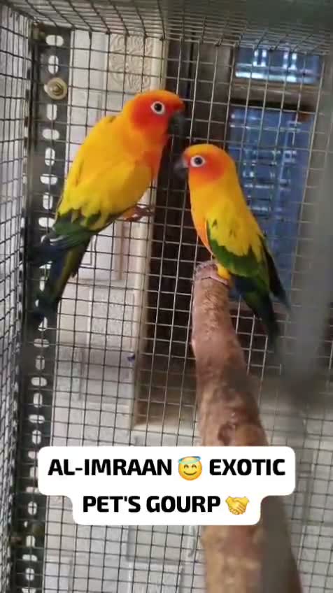 Sun Conure, farm video
