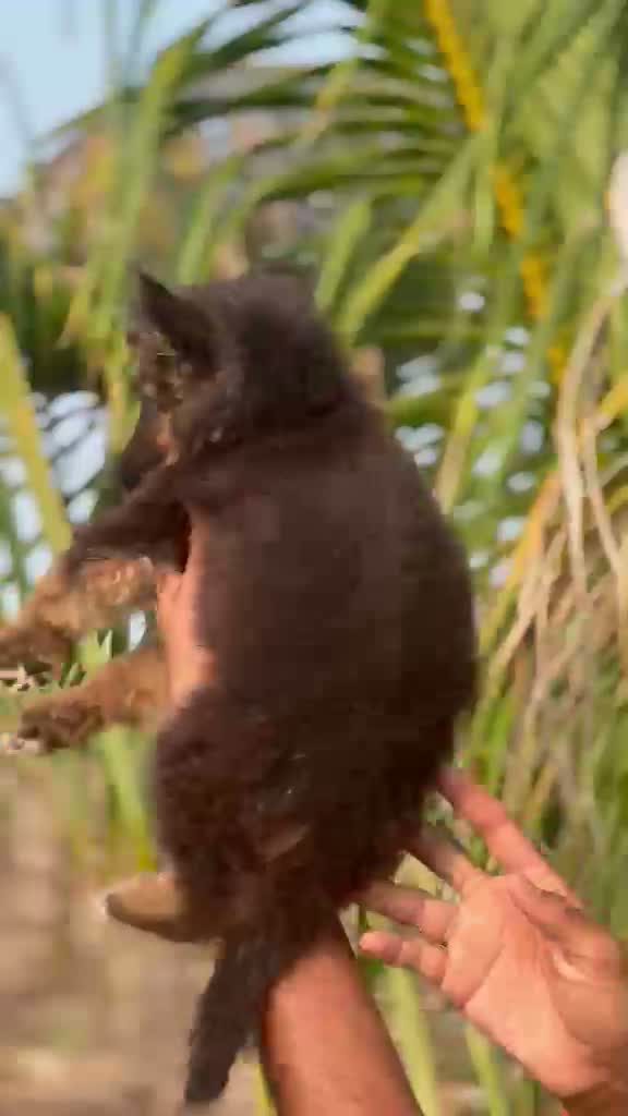 German Shepherd Puppy, farm video