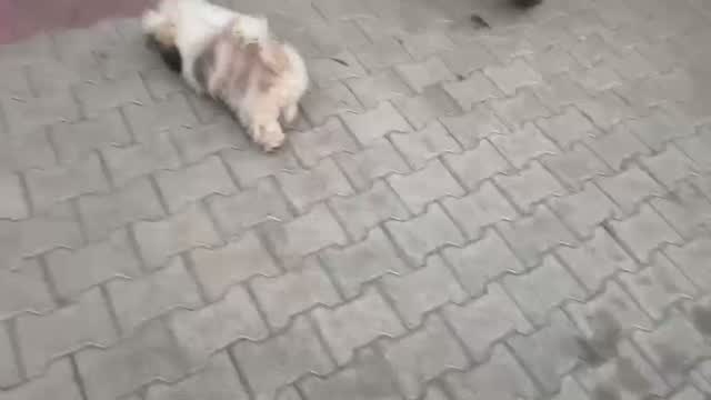 Shih Tzu | Black Color, farm video