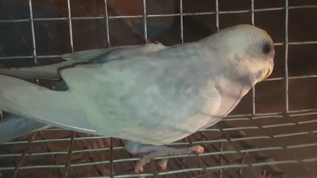 Budgies | Fallow, farm video
