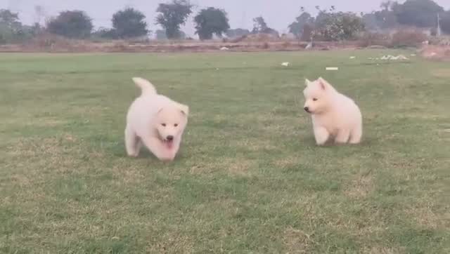 Siberian Husky Puppy | Black & White Color, farm video
