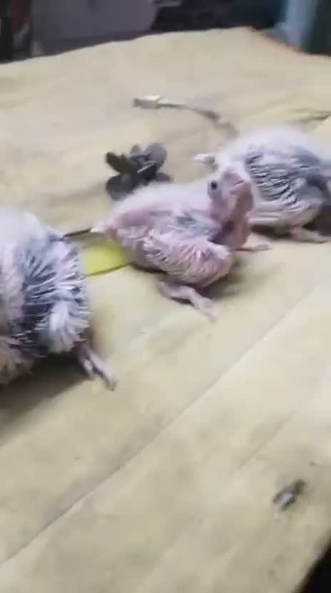 Cockatiel, farm video