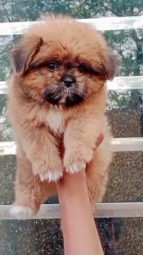 Shih Tzu | Black Color, farm video
