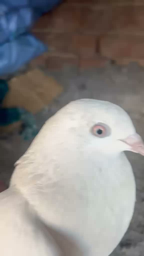 Homer Pigeon, farm video