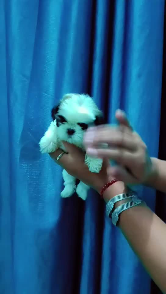 Shih Tzu | Black Color, farm video