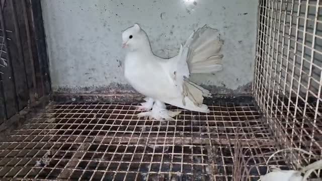 Homer Pigeon, farm video